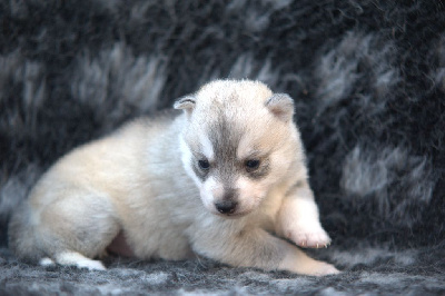 de l'Echo du Puy des Loups - Siberian Husky - Portée née le 13/02/2023