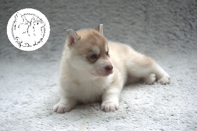 de l'Echo du Puy des Loups - Siberian Husky - Portée née le 09/05/2022
