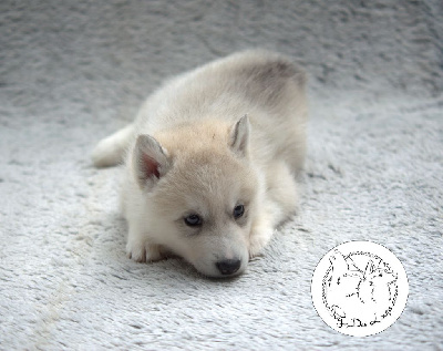 de l'Echo du Puy des Loups - Siberian Husky - Portée née le 04/05/2022