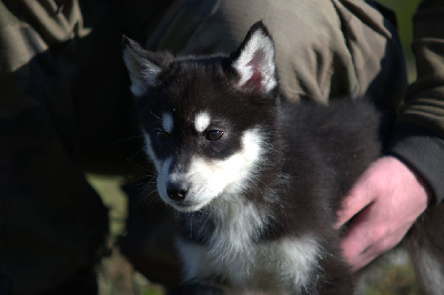 de l'Echo du Puy des Loups - Siberian Husky - Portée née le 22/11/2022