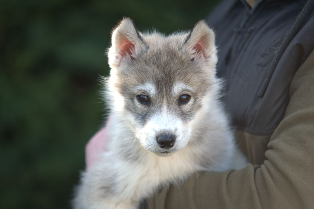 de l'Echo du Puy des Loups - Chiot disponible  - Siberian Husky