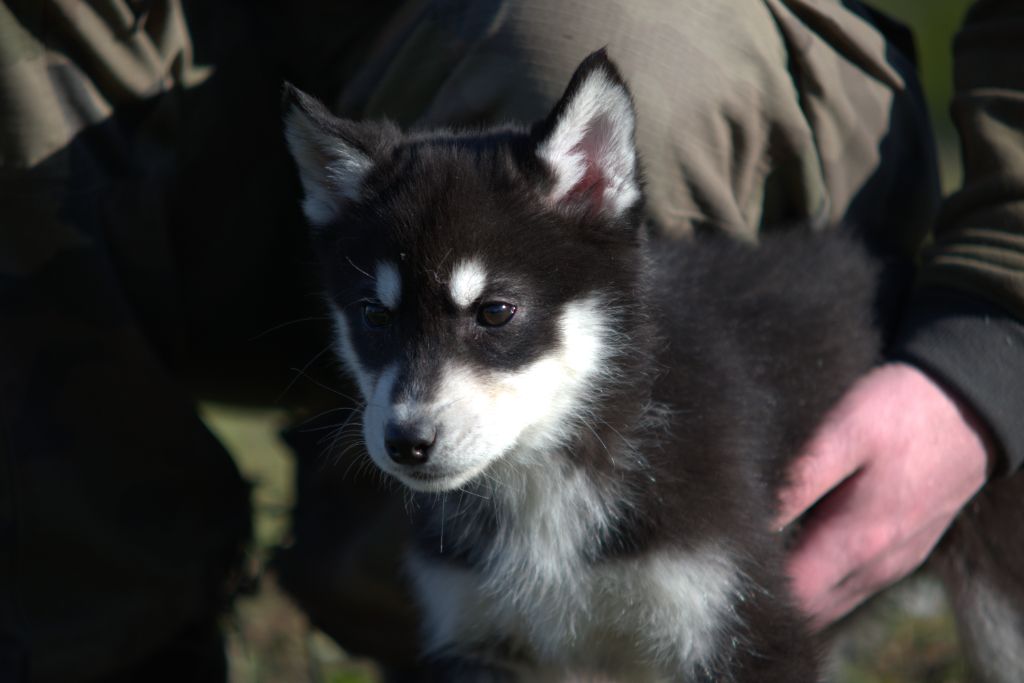 de l'Echo du Puy des Loups - Chiot disponible  - Siberian Husky