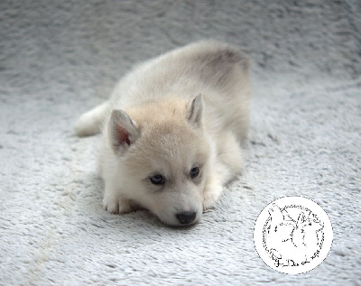 CHIOT 2